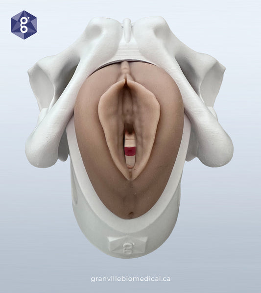 Lily - Levator Ani Muscle Avulsion Model