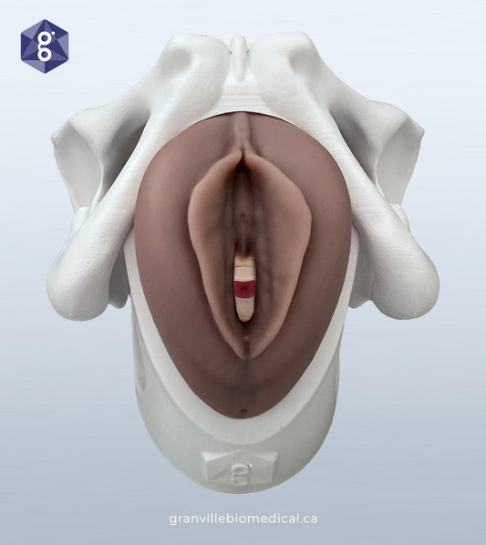 Lily - Levator Ani Muscle Avulsion Model