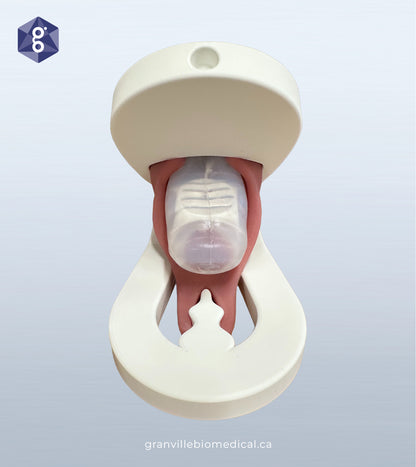 Lily - Levator Ani Muscle Avulsion Model