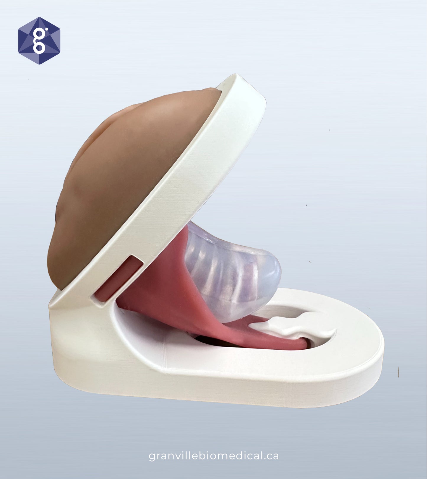 Lily - Levator Ani Muscle Avulsion Model