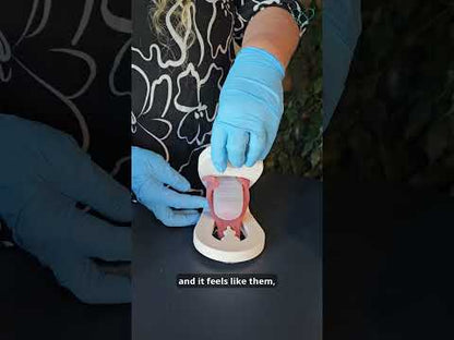 Lily - Levator Ani Muscle Avulsion Model